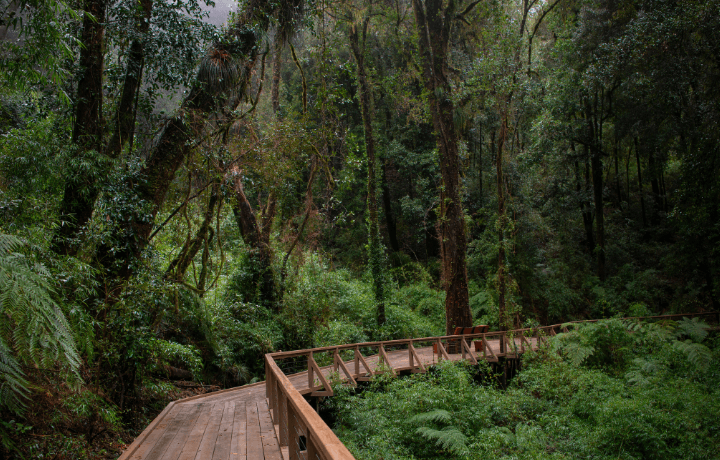¡Chile lindo! Patrimonio natural del país llega a Japón para inspirar al mundo en...
